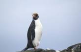 Um vistoso macaroni penguin em Elephant Island, na Antártida